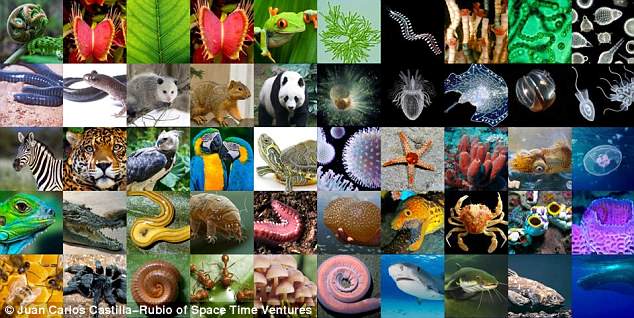 Composite photo of multiple species