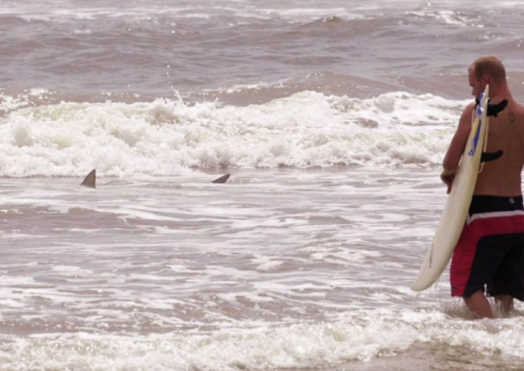 Surfer with sharks