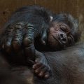 baby gorilla sleeping on mother's chest