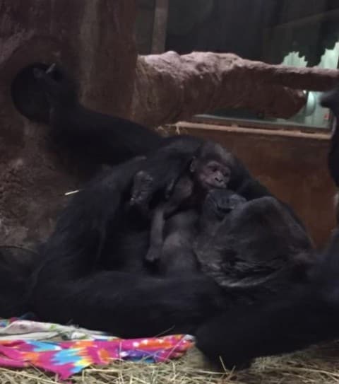 Gorilla with infant