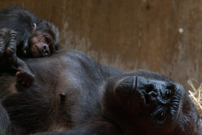 Mother and infant western lowland gorilla