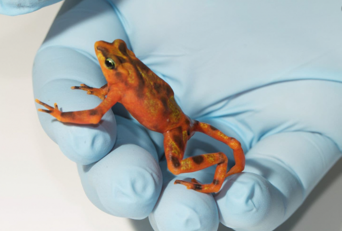 Small orange frog