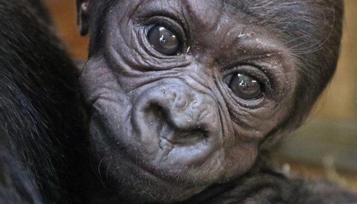 Close up of baby gorilla