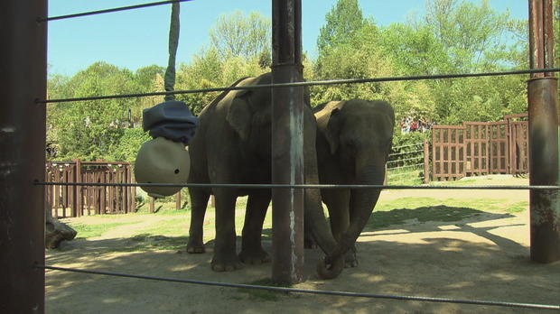 Elephants in enclosure at the National Zoo