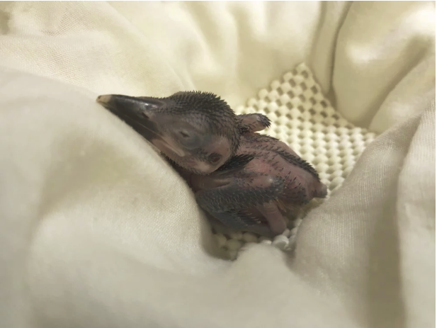 Kingfisher chick in nest box