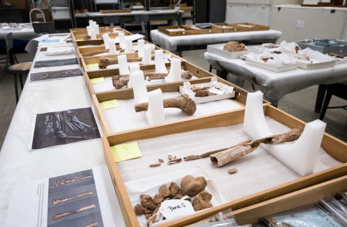 Trays with recovered bones