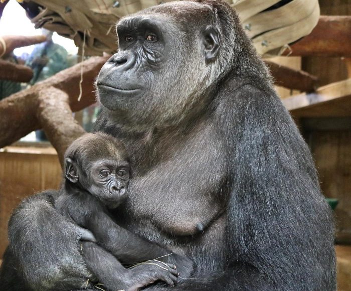 Baby being held by mother