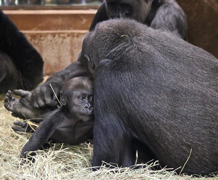 Baby gorilla among adults