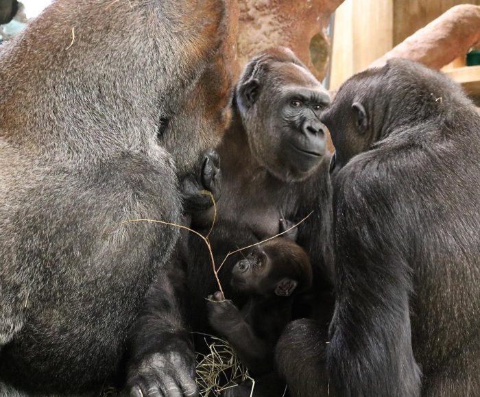 Baby gorilla amid adults