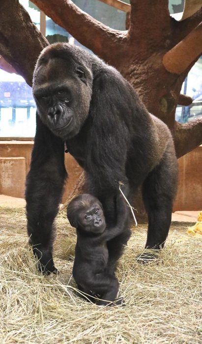 Baby gorilla clinging to mother