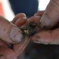 cropped photo showing hands holding tiny crab