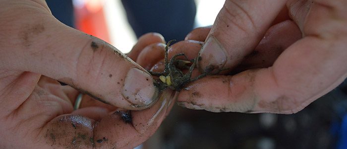 Citizen Scientists help tackle creepy threat to native crabs