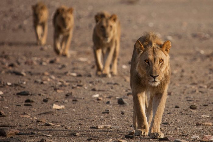 Screenshot of four lions