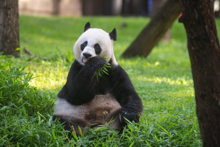 Mei Xiang eating bamboo