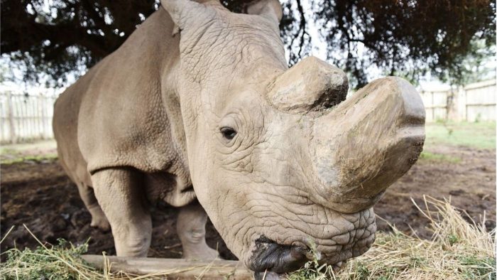 White rhino Sudan