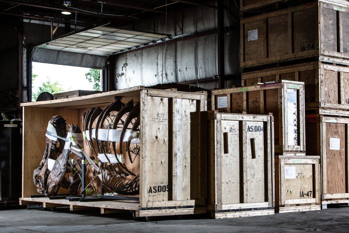 T rex skeleton in crate