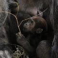 Close up of baby gorilla among adults