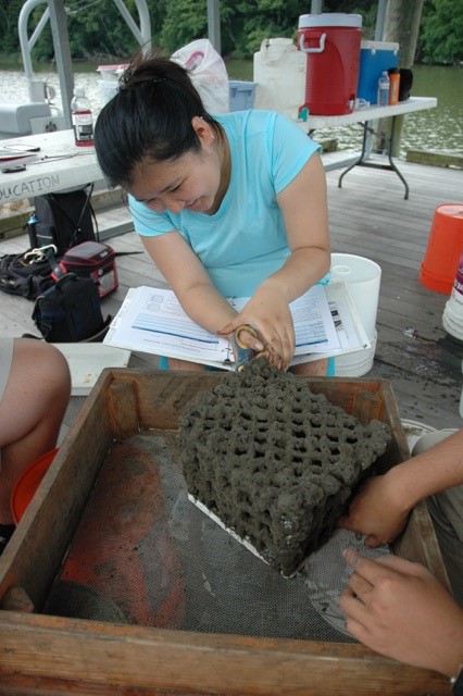 Woman puts crab trap in sieve