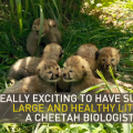 Screenshot of cheetahs from video