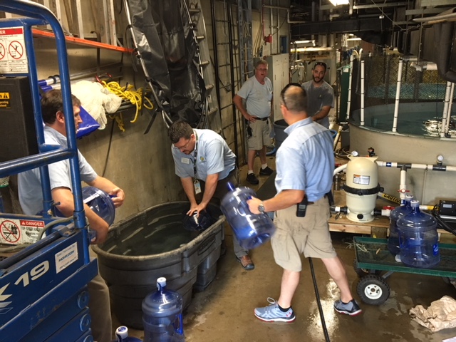 Staff pumping water into water cooler bottles