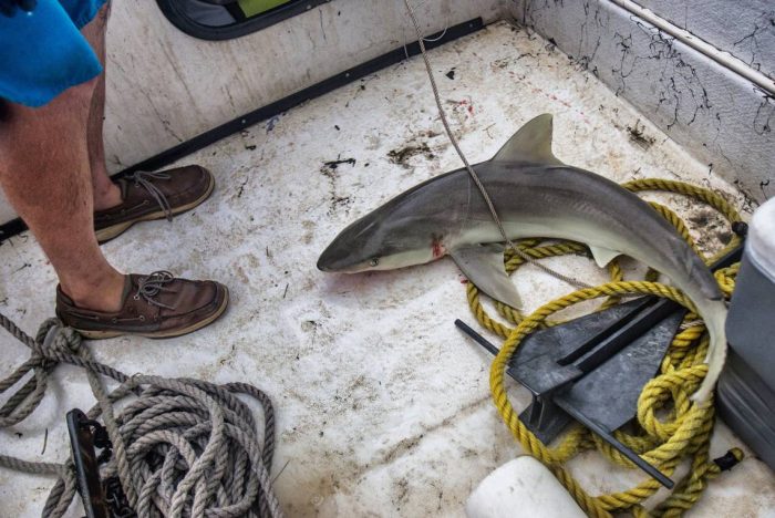 Shark on deck of boat