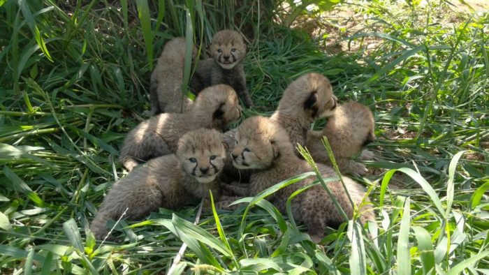 Baby cheetahs