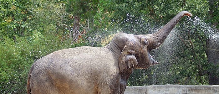 How do you tell a thirsty elephant not to take a drink?