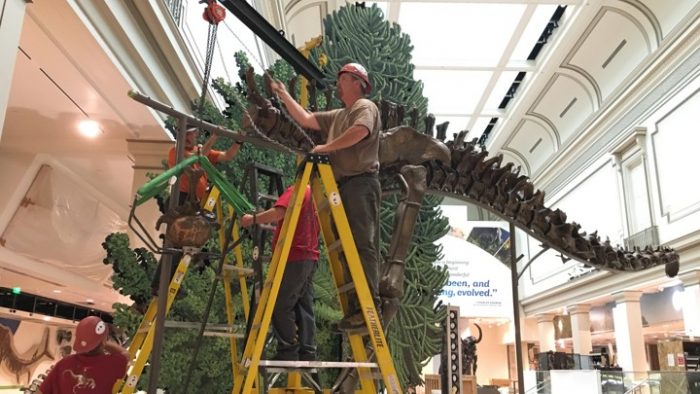 Man on ladder working on dinosaur assembly