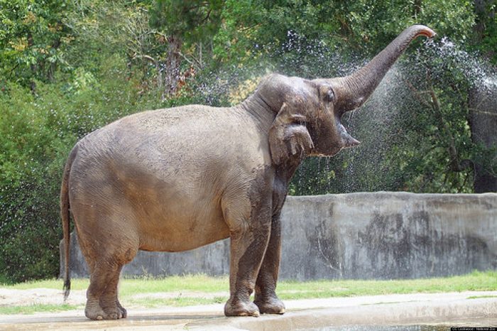 Elephant spraying herself with her trunk