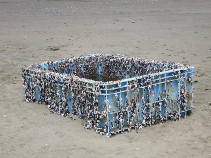 Plastic box covered with barnacles