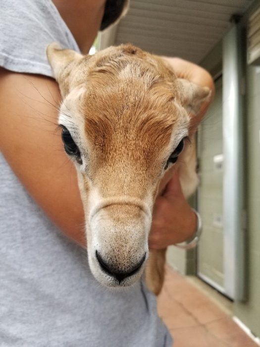 Infant Dama gazelle