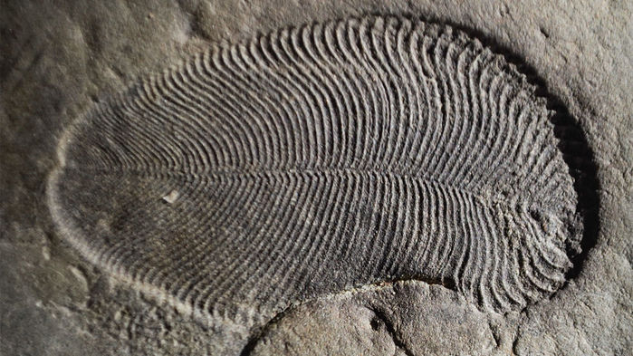 Frond-like fossil