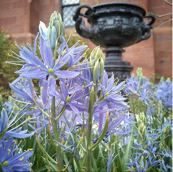 Purple flowers with urn in background