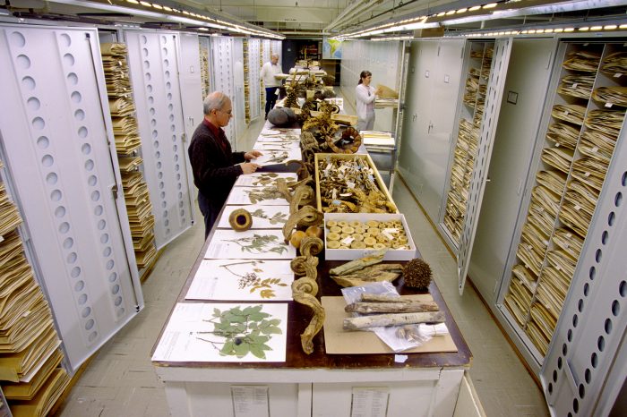 NMNH staf among drawers of botany specimens