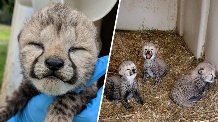 Composite photos of baby cheetahs