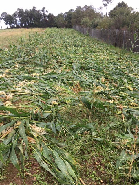 Flattened corn plants