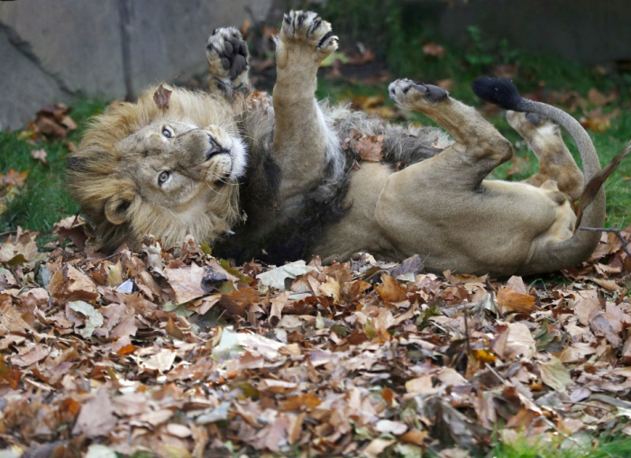 Lion playing in leaves