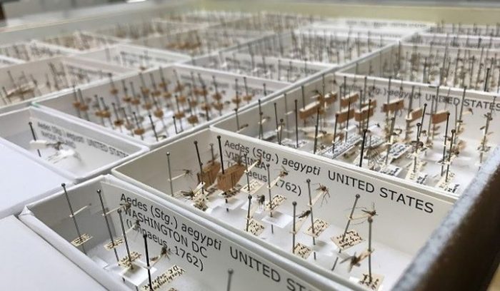 Drawers of mosquito specimens