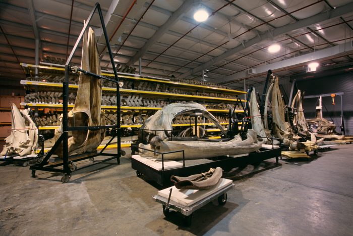 Whale bones in warehouse