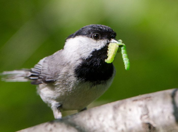 Bird with caterpillar