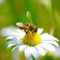 Bee poised on daisy