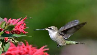 Humming bird with flower