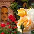 Cropped composite photos of rose garden