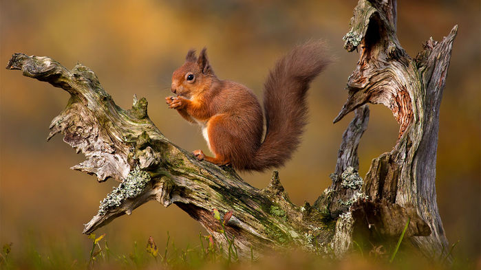 Red squirrel on tree branch