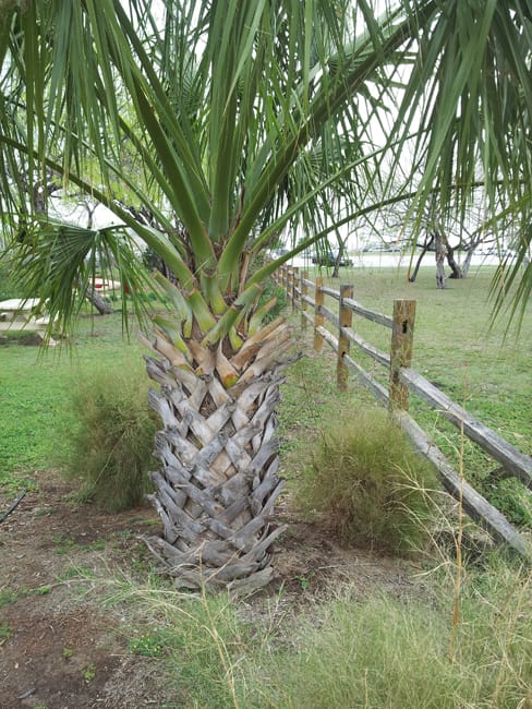 Sabal palm tree