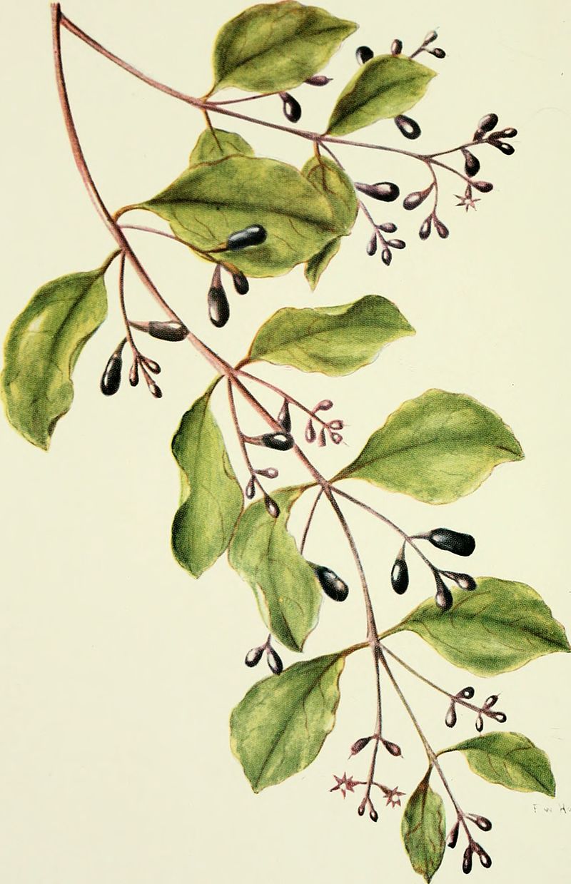 Drawing of mistletow