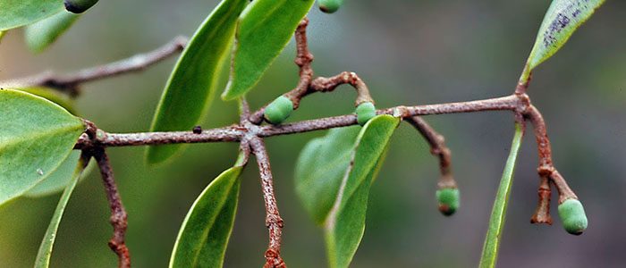 From pagan magic to cancer cure? The mysteries of mistletoe