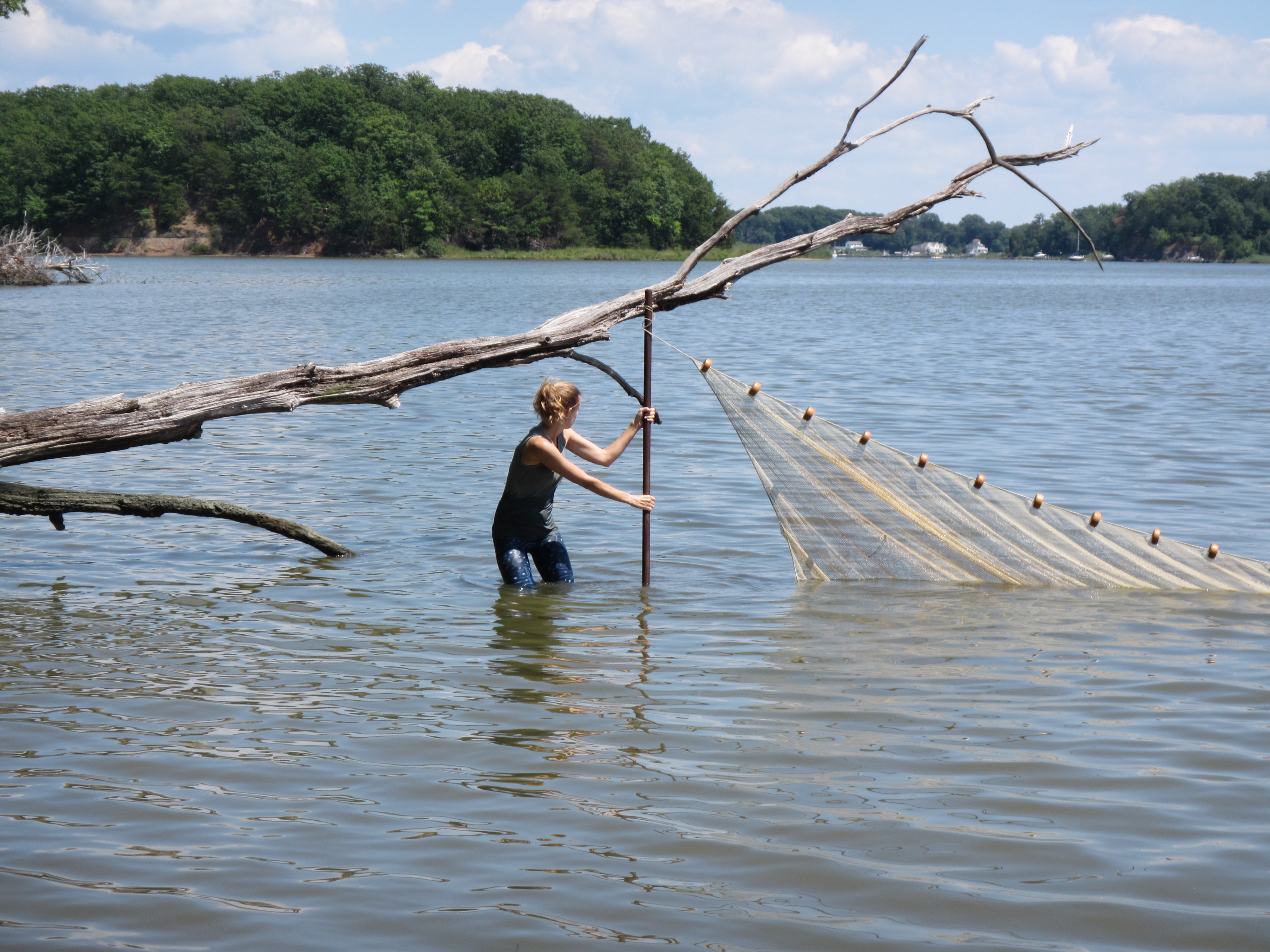 Researcher knee-deep in water pulls on a large net