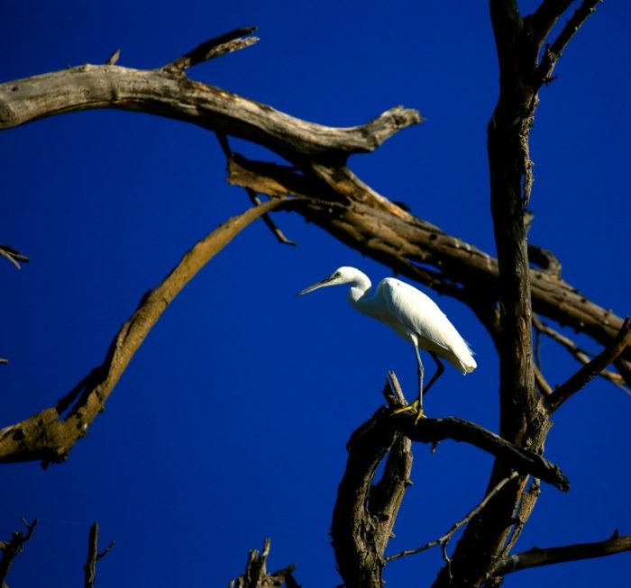 Heron perched on branch