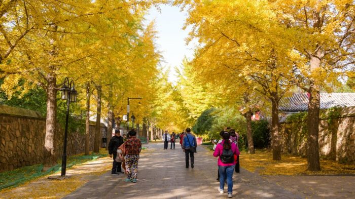 Path lined with gingko trees